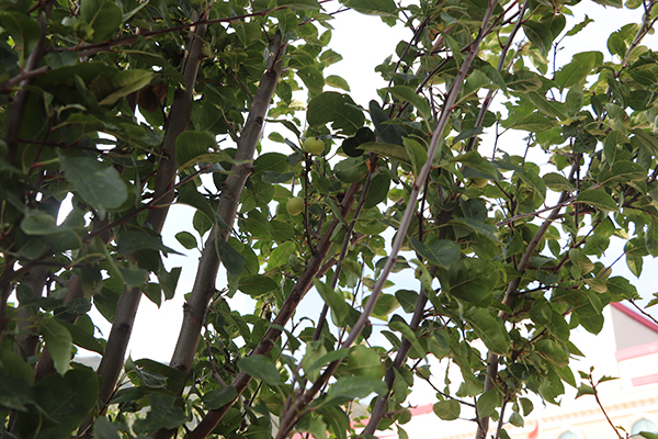 1630484129690077.jpg IMG_3631.JPG